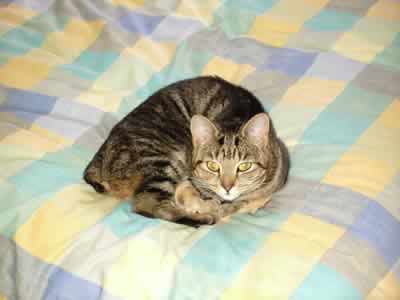 Tabby looking attentive on the bed